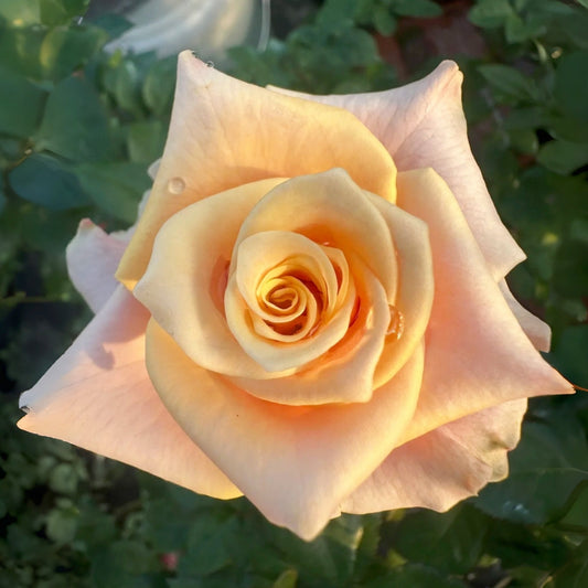 The Enchanting Pink Amaretto Rose: A Symphony of Color and Fragrance for Your Garden and Vase