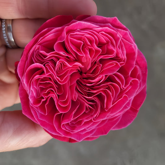 The Pink'N Pretty Rose: A Comprehensive Guide to Growing This Unique Dutch Cut Flower