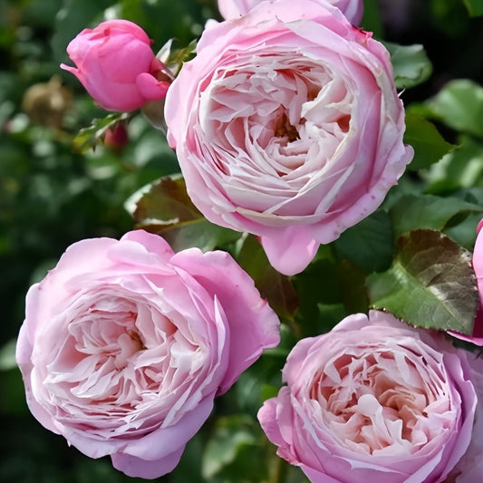 The Pirouette Rose: A Dance of Gradient Pink Elegance in Your North American Garden