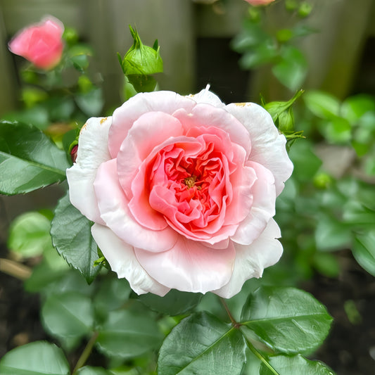 The Pirouette Rose: A Japanese Floribunda Bringing Gradient Pink Elegance to Your Garden
