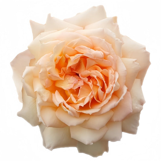 Princess Holly's Hope Rose: Your Guide to Growing Exquisite Japanese Peach & Apricot Blooms
