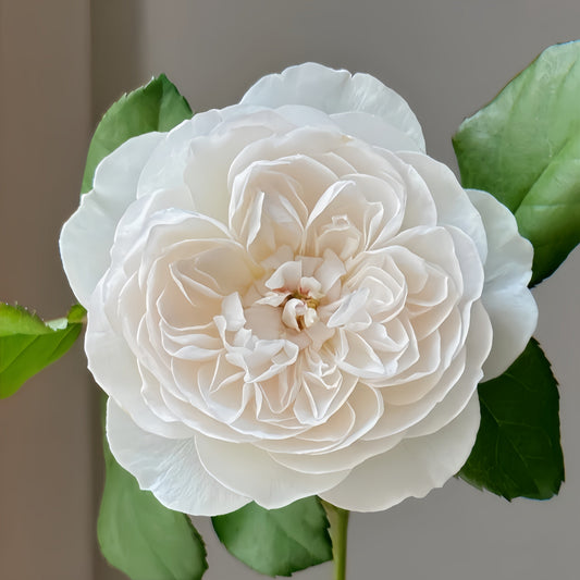 Embrace Elegance: Your Guide to Growing the Queen of the Elves Rose