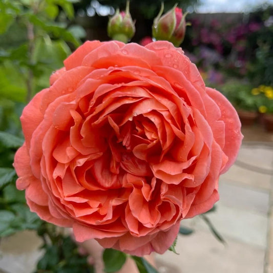 Unveiling the Summer Song Rose: A Guide to David Austin's Fragrant Orange Shrub