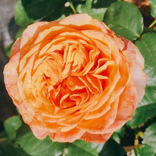 Unveiling the Vuvuzela Rose: A Dreamlike Dutch Beauty for Your Garden & Home