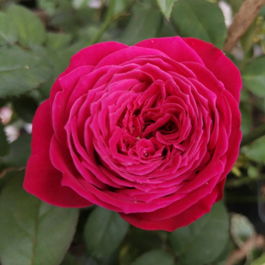 Unveiling the 'Just More Rose': A Deep Red Dutch Shrub Rose for Exquisite Gardens and Lasting Bouquets
