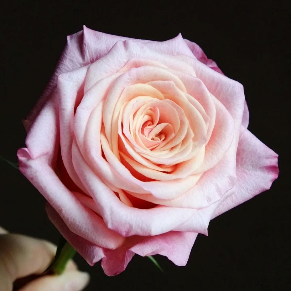 Jabulani Rose