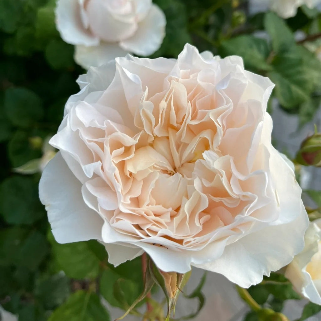 Eugenie Rose