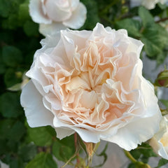 Eugenie Rose