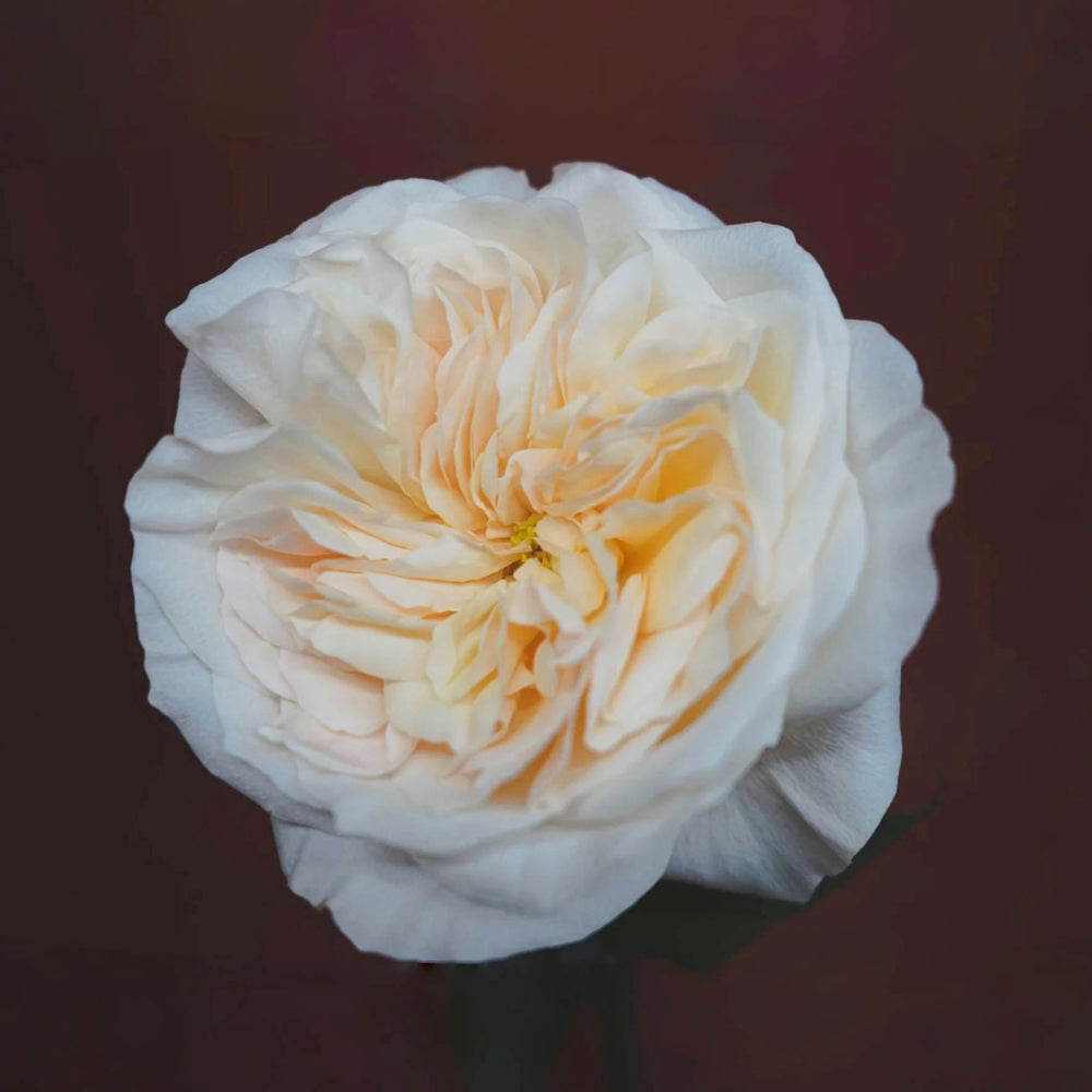 Bessie Rose