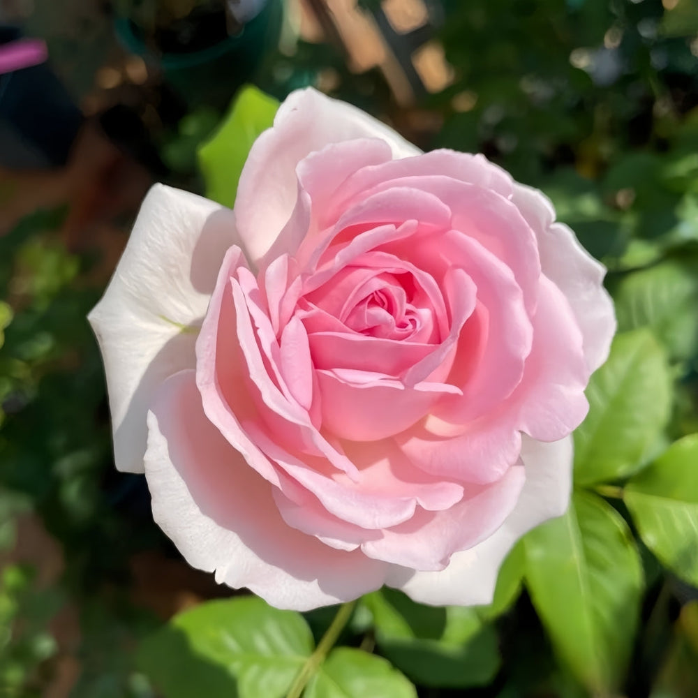 Yves Wedding Box Rose
