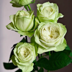 Yagi Green Rose