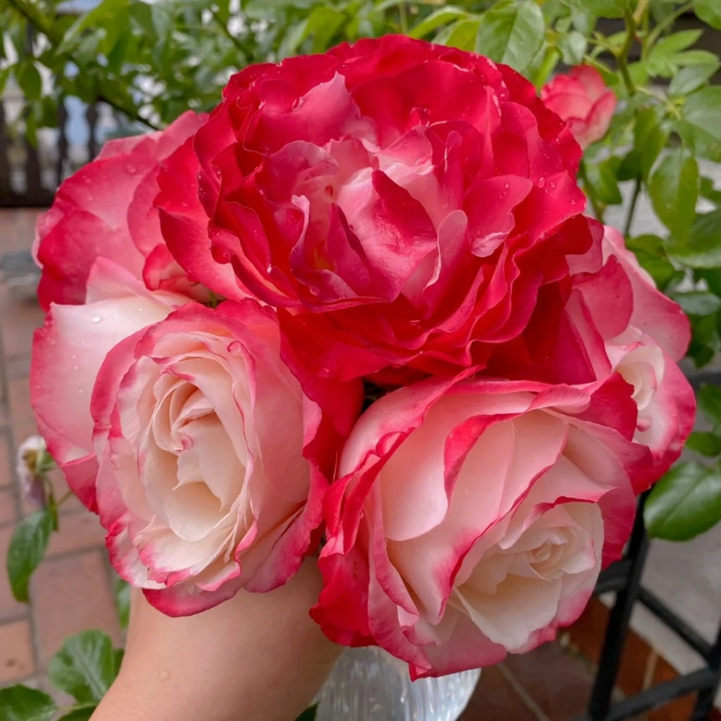 Nostalgie Rose
