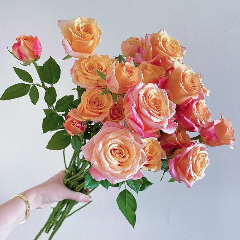 Jabulani Rose