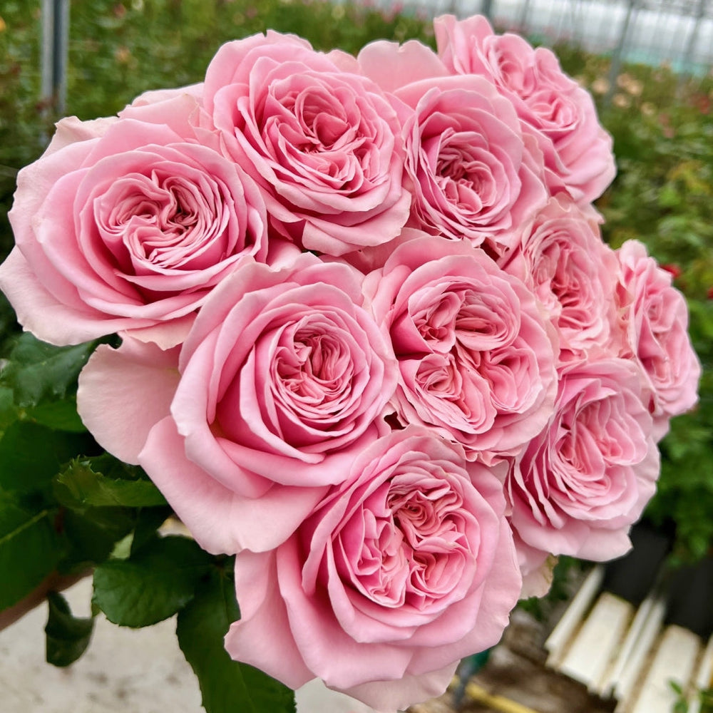 Rebellion Pink Rose