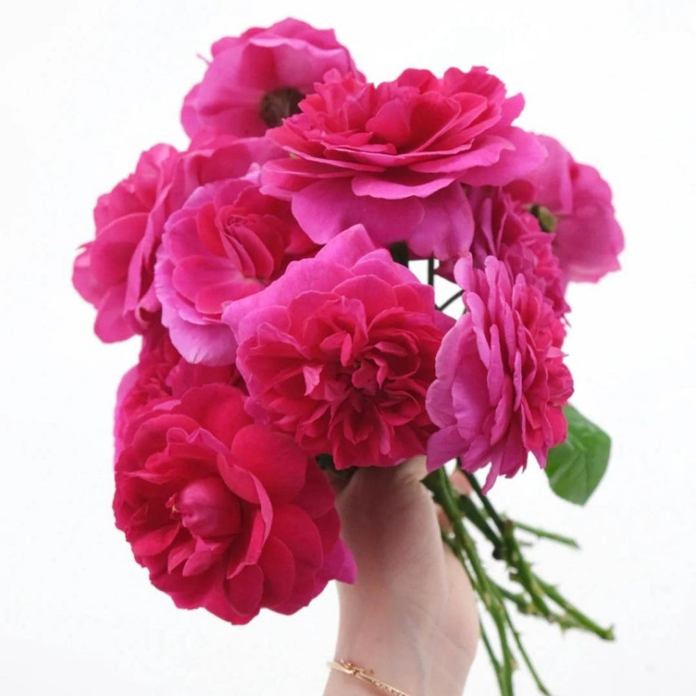Dark Lady Rose