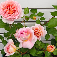 Abraham Darby rose with vibrant pink peach blooms and green leaves - RosesPlant premium garden rose