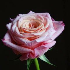 Jabulani Rose