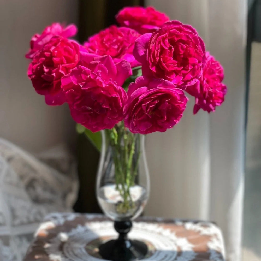 Dark Lady Rose