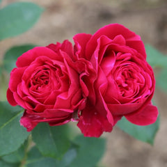 Darcey Rose