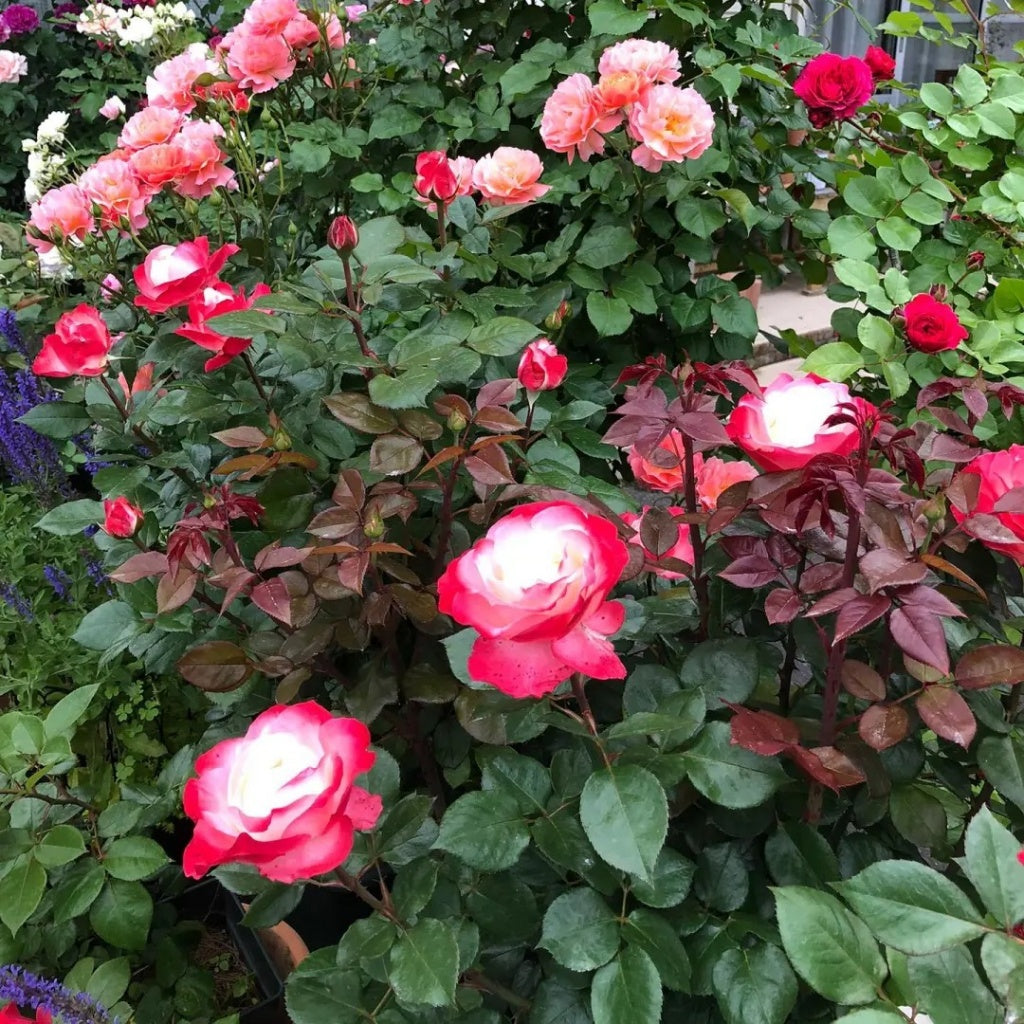 Nostalgie Rose