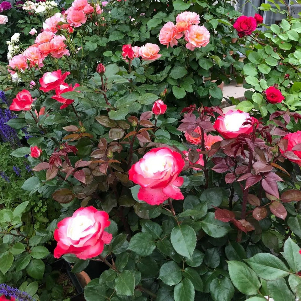 Nostalgie Rose