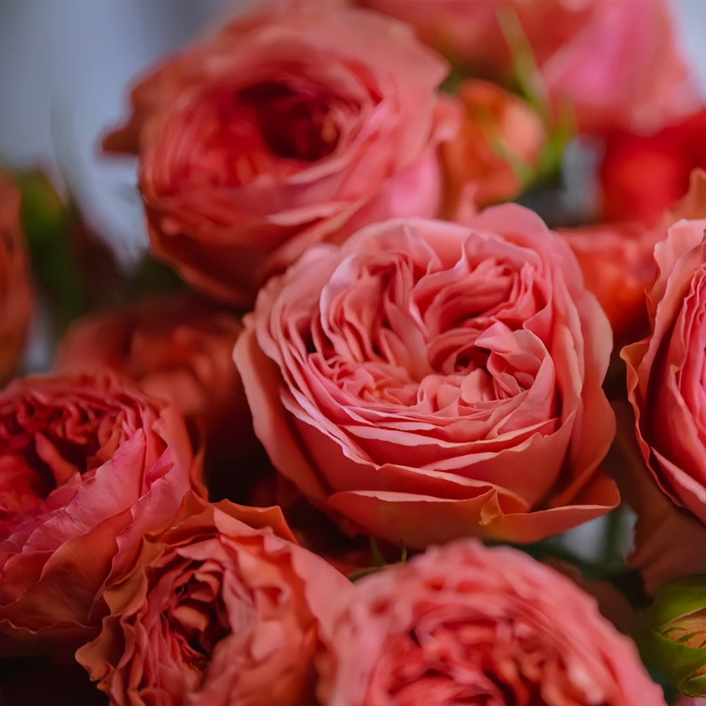 Bella Trendsetter Rose