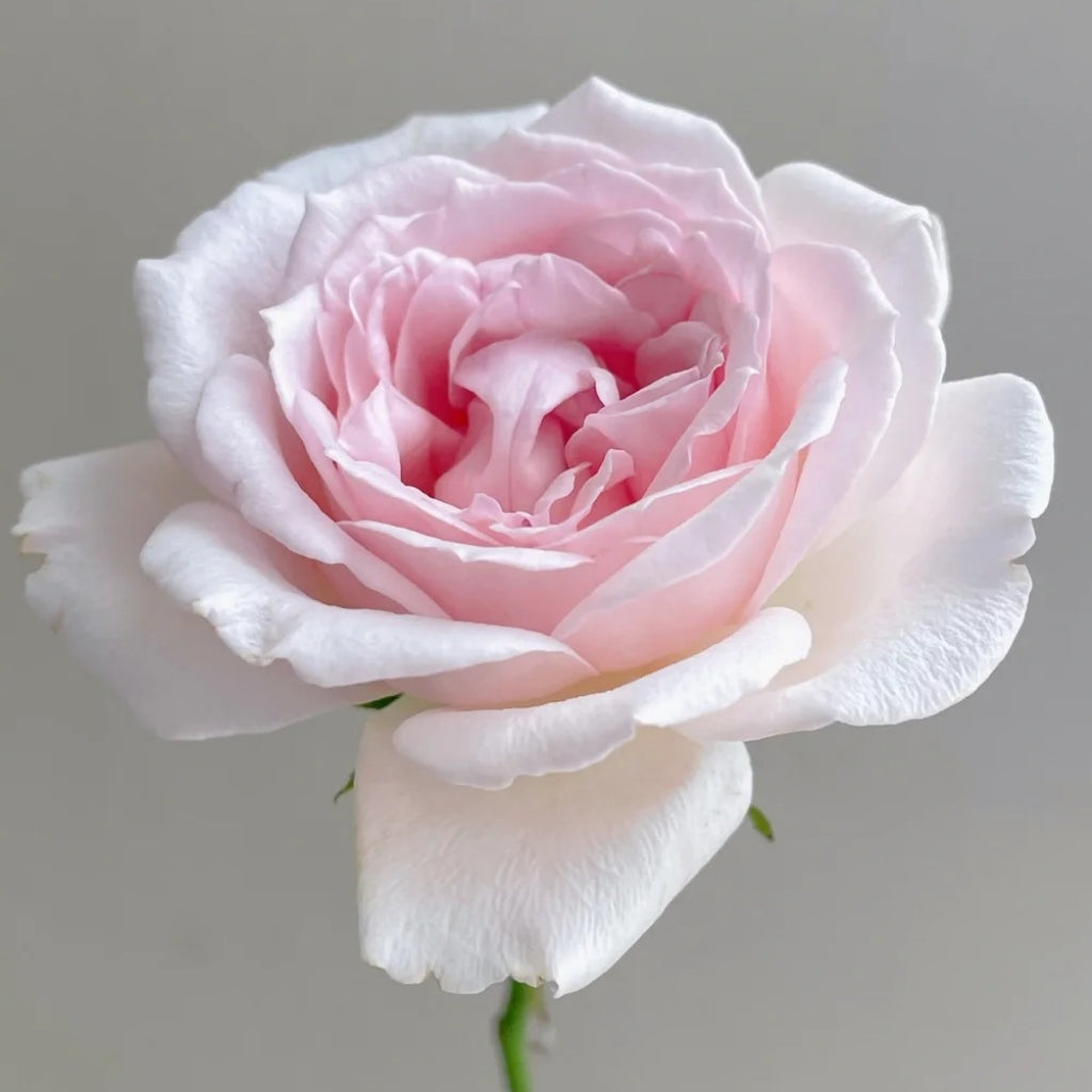 Yves Wedding Box Rose