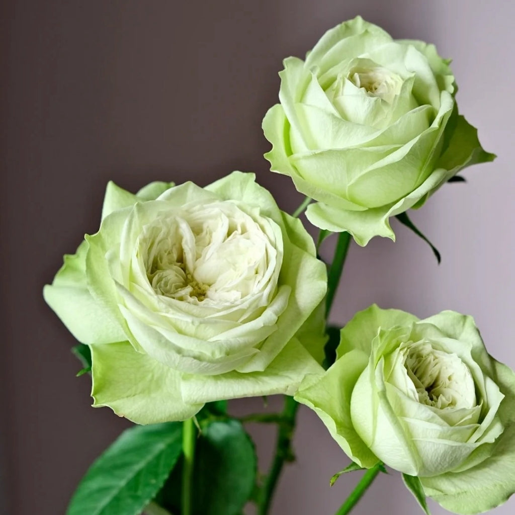 Yagi Green Rose
