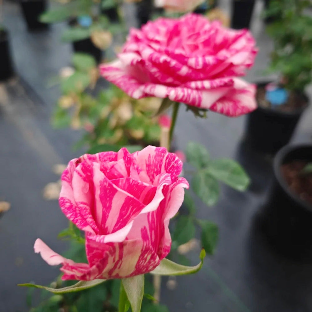 Pink Intuition Rose
