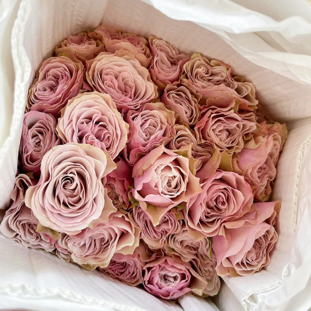 Bourbon Street Rose