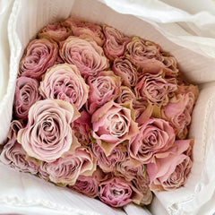 Bourbon Street Rose
