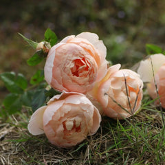 The Shepherdess Rose
