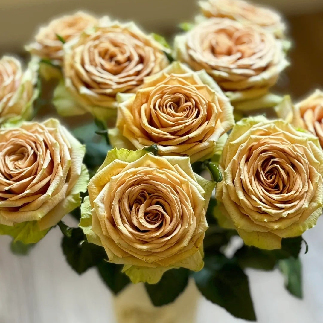 Teddy's Rose