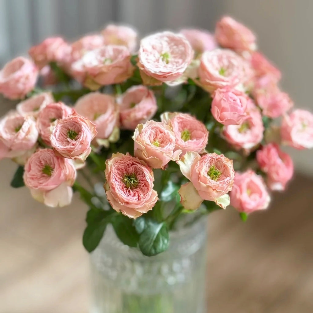 Northanger Abbey Rose