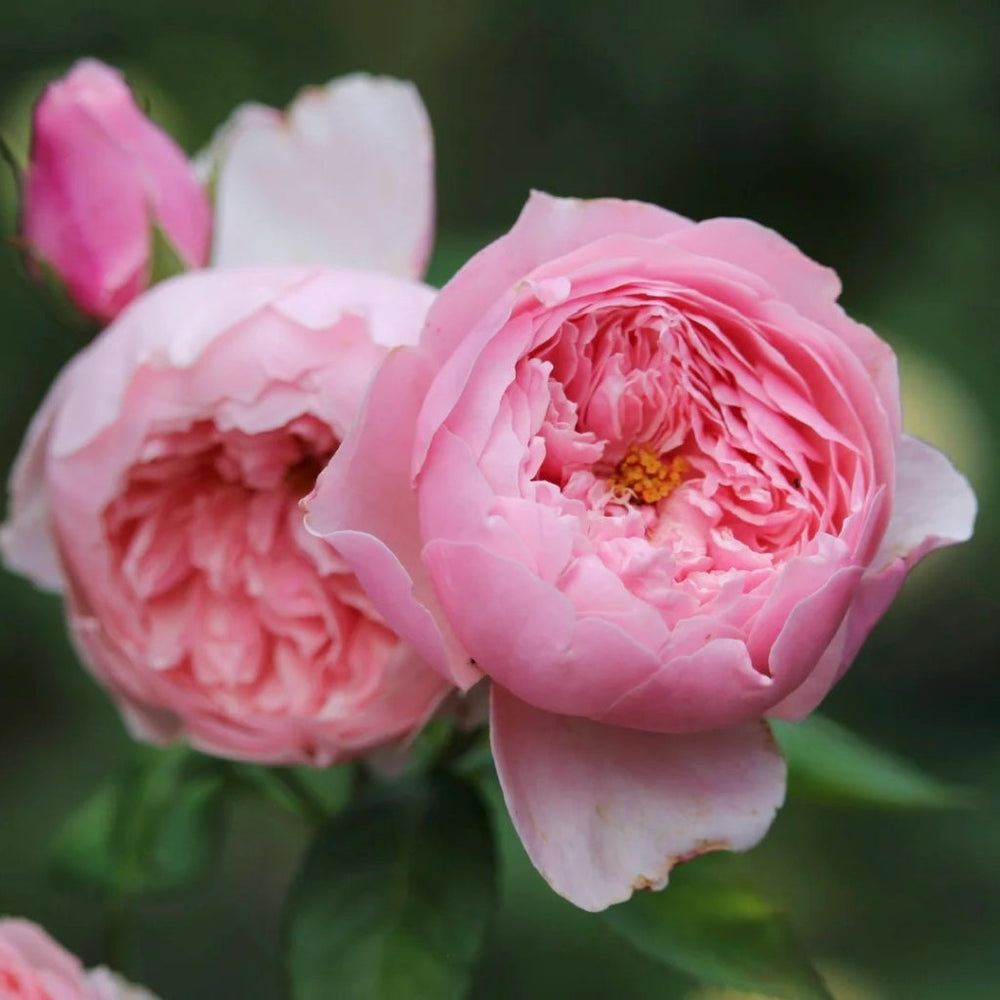 The Alnwick Rose