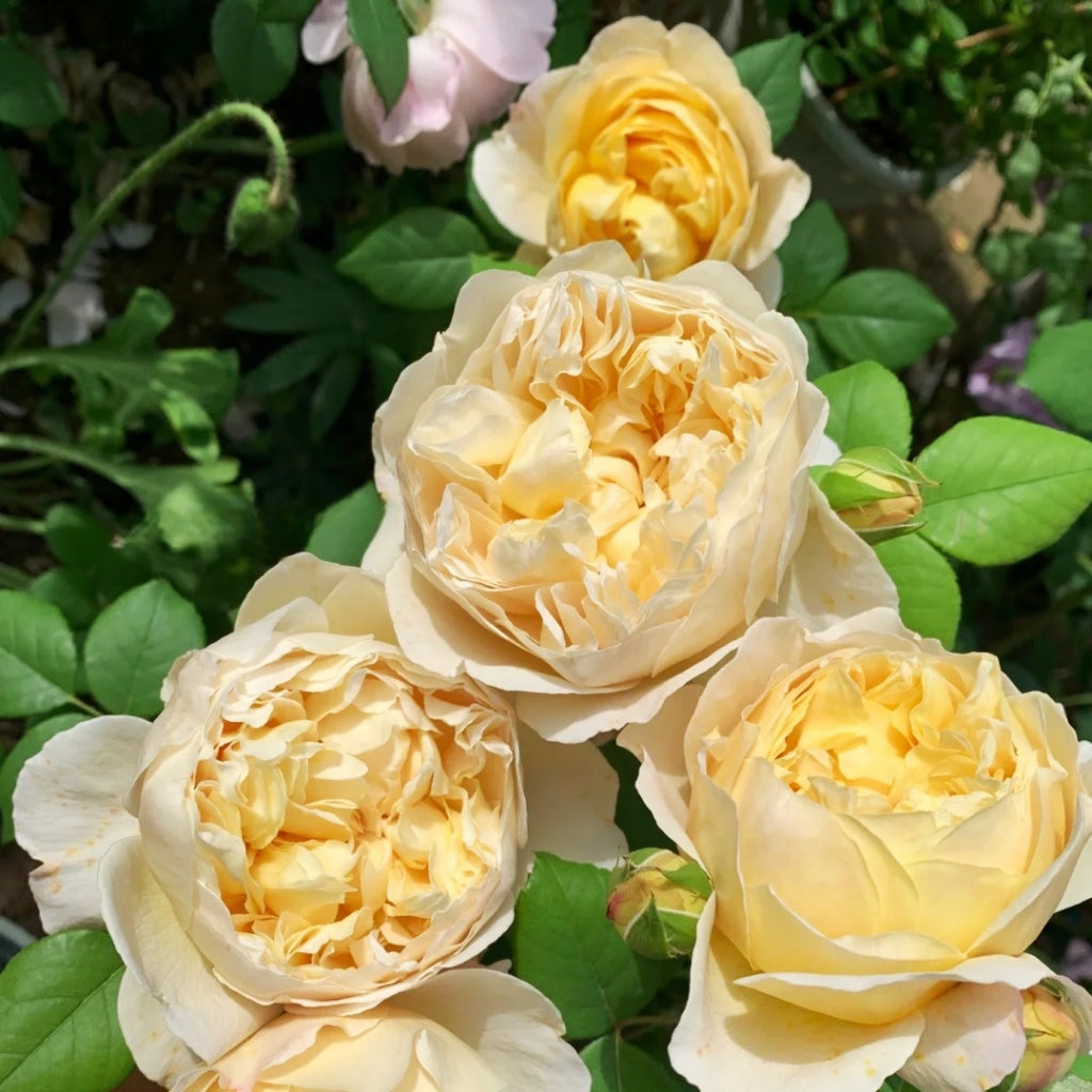 Charles Darwin Rose