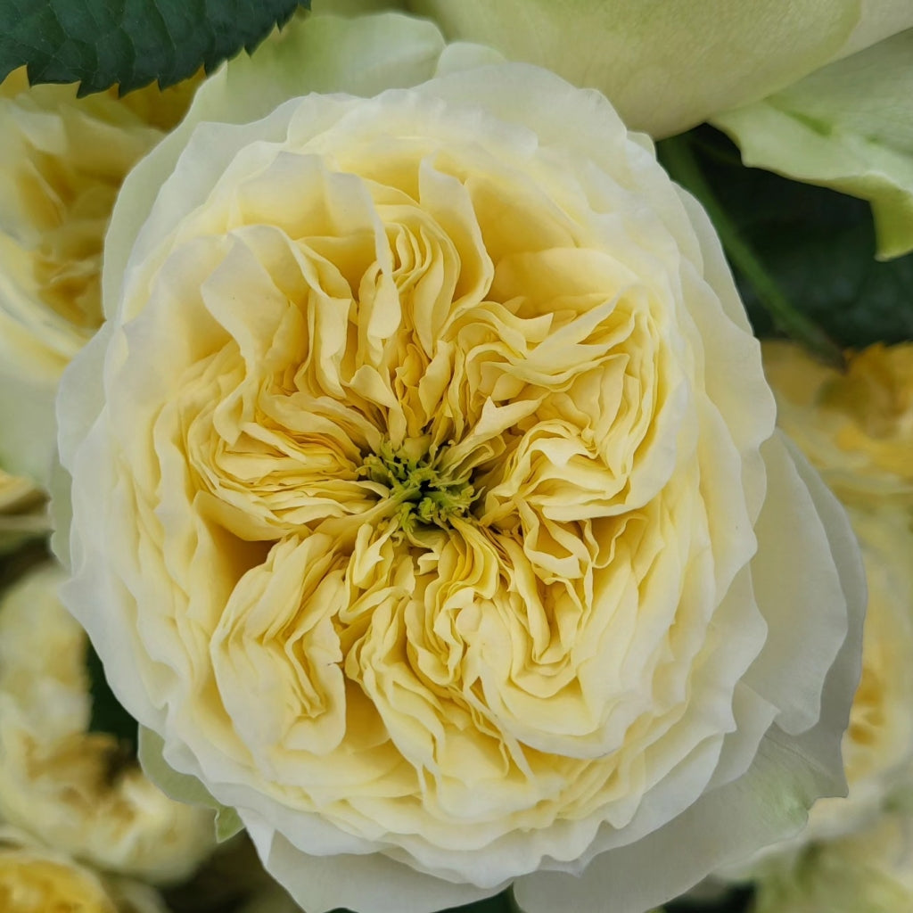 Solsbury Hilly Rose