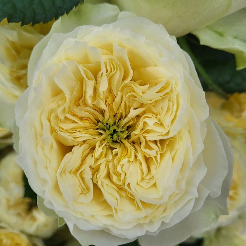 Solsbury Hilly Rose