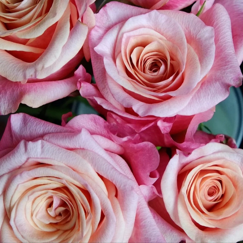 Jabulani Rose