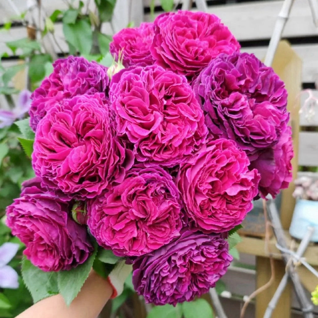 Falstaff Rose