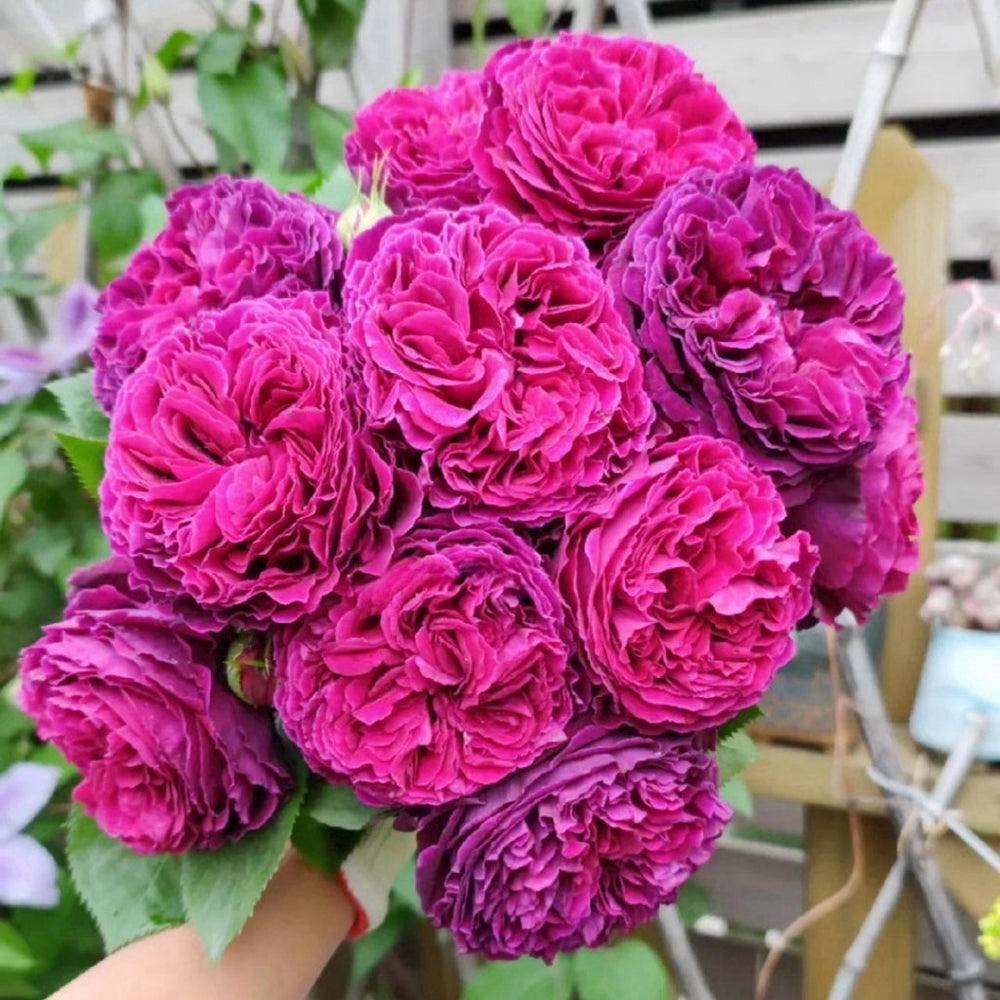Falstaff Rose