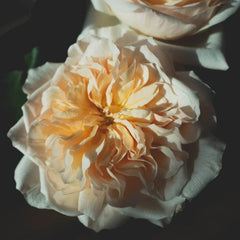 Bessie Rose