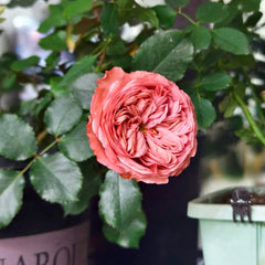 Bella Trendsetter Rose
