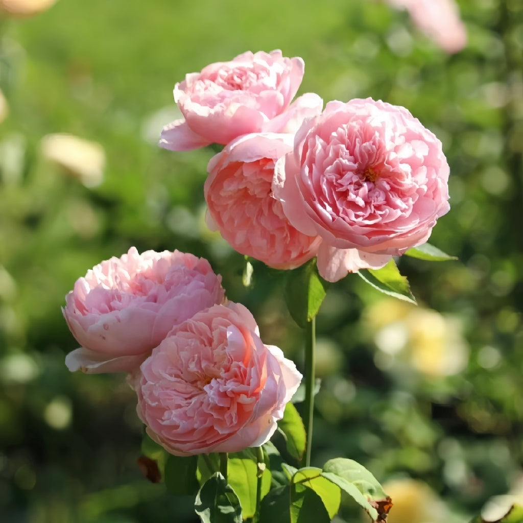 The Alnwick Rose