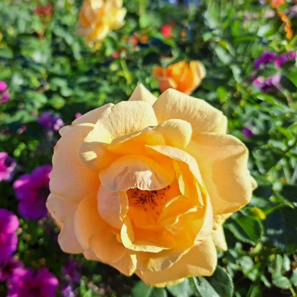 St.Tropez Rose