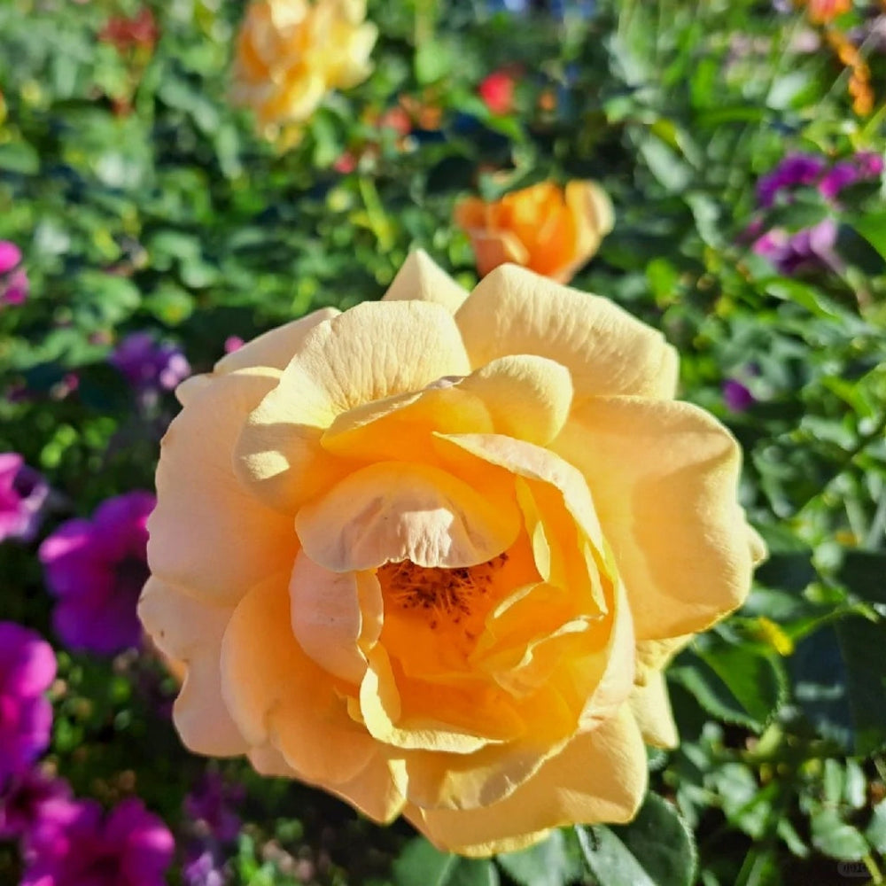 St.Tropez Rose