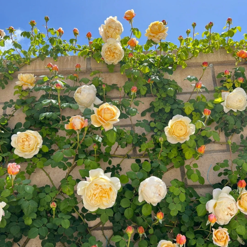 Charles Darwin Rose