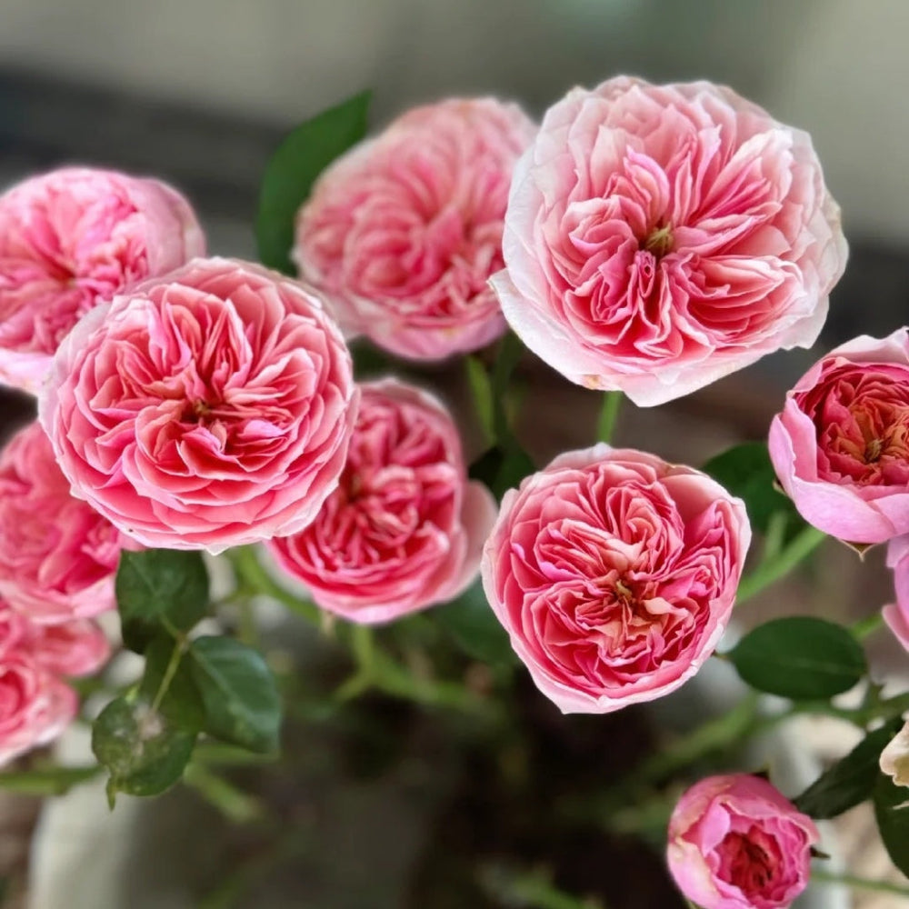 Romeo Rose