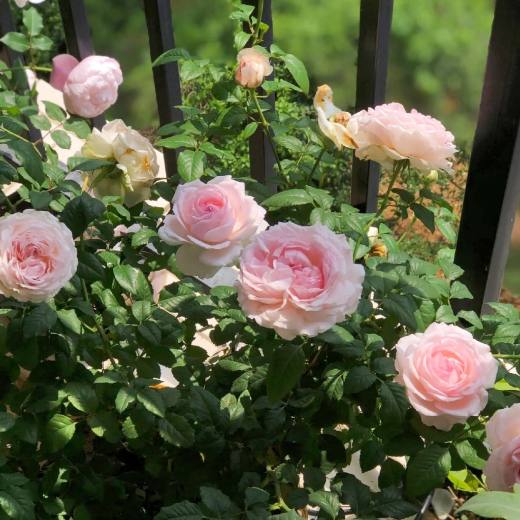 Yves Wedding Box Rose