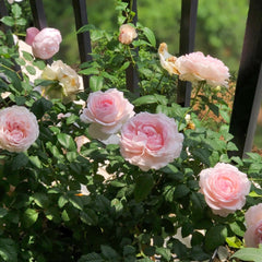 Yves Wedding Box Rose